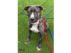 Adopt Dior a Black American Pit Bull Terrier / Mixed dog in Hamilton
