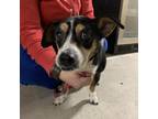 Adopt Skylar a Black Jack Russell Terrier / Mixed Breed (Small) / Mixed dog in