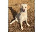 Adopt Parsnip A Labrador Retriever / Mixed Dog In Jasper, AL (33697838)