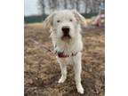 Adopt Orpington a Siberian Husky / Mixed dog in Sheboygan, WI (33697809)