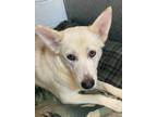 Adopt Minorca a Siberian Husky / German Shepherd Dog / Mixed dog in Sheboygan