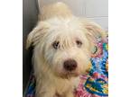 Adopt Sebright a Siberian Husky / Mixed dog in Sheboygan, WI (33697806)