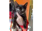 Adopt Shrimp a All Black Domestic Shorthair (short coat) cat in Montgomery