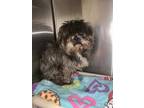Adopt O'Connor*(ADOPTED) a Black Shih Tzu / Mixed dog in Anderson, SC (33697410)