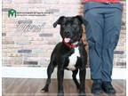 Adopt Oliver a Black - with White Terrier (Unknown Type, Medium) / Mixed dog in