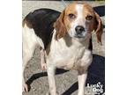 Adopt Beenie a Tricolor (Tan/Brown & Black & White) Beagle / Mixed dog in