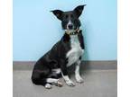 Adopt Remi a Black Border Collie / Mixed dog in South Elgin, IL (33697873)