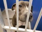 Adopt CONRAD a Gray/Silver/Salt & Pepper - with White American Pit Bull Terrier