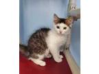 Adopt Paris a White Domestic Mediumhair / Domestic Shorthair / Mixed cat in New