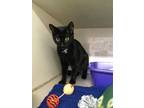 Adopt Pooh a All Black Domestic Shorthair / Domestic Shorthair / Mixed cat in