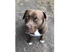 Adopt SHOTGUN a Brown/Chocolate Cane Corso / Mixed dog in San Antonio
