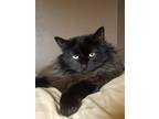 Adopt Pansy a All Black Domestic Mediumhair / Mixed (medium coat) cat in