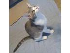 Adopt Slider a Gray or Blue (Mostly) American Shorthair (short coat) cat in