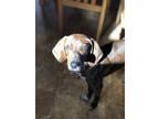 Adopt Hilly a Brindle Plott Hound / Greyhound / Mixed dog in Highlands