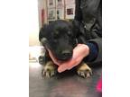Adopt 49441609 a Black German Shepherd Dog / Mixed dog in Los Lunas