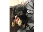 Adopt 49441571 a Black German Shepherd Dog / Mixed dog in Los Lunas