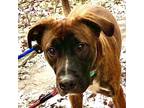Adopt Rocky a Brindle German Shepherd Dog / Pit Bull Terrier / Mixed dog in