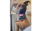 Adopt Diesel a Brown/Chocolate - with Black Boxer / Mixed dog in Rockaway
