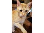 Adopt Helena a Orange or Red Tabby Domestic Shorthair (short coat) cat in