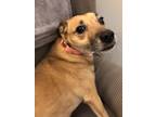 Adopt Paisley a Tan/Yellow/Fawn Terrier (Unknown Type, Medium) / Mixed dog in