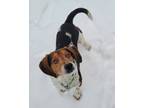 Adopt Dashiell - available 1/23 a Tricolor (Tan/Brown & Black & White) Beagle /