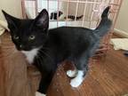 Adopt Kitten a Black (Mostly) Calico / Mixed (short coat) cat in Moreno Valley