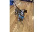 Adopt Rusty a Brown/Chocolate Dachshund / Mixed dog in Wadsworth, IL (33665636)