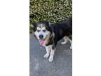 Adopt Beau a Black - with White Alaskan Malamute / Mixed dog in Sunnyvale