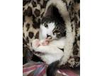 Adopt Waifer a Brown or Chocolate (Mostly) Domestic Mediumhair (medium coat) cat