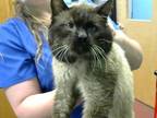 Adopt LEON a Tan or Fawn Siamese / Mixed (short coat) cat in Murfreesboro