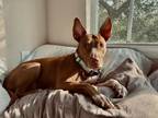 Adopt Lily a Red/Golden/Orange/Chestnut - with White Pharaoh Hound / American