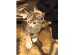 Adopt Dandelion a Gray, Blue or Silver Tabby Domestic Shorthair (short coat) cat