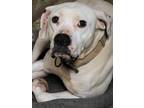 Adopt Zeek a White Boxer / Mixed dog in Robinson, IL (33696995)