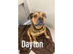 Adopt Dayton 22680 a Gray/Blue/Silver/Salt & Pepper Pit Bull Terrier dog in