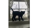 Adopt Rider a All Black American Shorthair / Mixed (short coat) cat in Heyworth