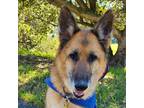 Adopt Moses T a Black - with Tan, Yellow or Fawn German Shepherd Dog / Mixed dog