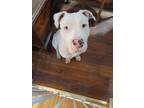 Adopt Poe a White - with Brown or Chocolate Dogo Argentino / American Pit Bull
