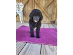 Adopt Raven a Poodle (Standard) / Mixed dog in Scottsboro, AL (33696716)