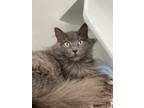 Adopt Noel a Gray or Blue Domestic Shorthair / Domestic Shorthair / Mixed cat in