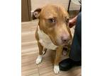 Adopt Blue a Brown/Chocolate American Pit Bull Terrier / Mixed dog in Burleson
