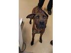 Adopt *MICHAEL JACKSON a Brindle American Pit Bull Terrier / Mixed dog in