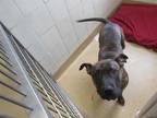 Adopt REESIE a Brindle Cane Corso / American Pit Bull Terrier / Mixed dog in