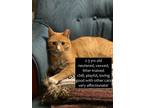 Adopt OT a Orange or Red Tabby Domestic Shorthair / Mixed (short coat) cat in