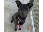 Adopt Serbius a Black Labrador Retriever / Mixed dog in Columbus, NC (33696509)