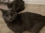 Adopt Artemis a Gray or Blue Domestic Mediumhair / Mixed (medium coat) cat in