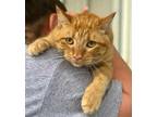 Adopt Sonnie a Orange or Red Domestic Shorthair / Domestic Shorthair / Mixed cat