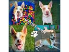 Adopt Kauffman a Tan/Yellow/Fawn - with White Australian Cattle Dog / Pit Bull