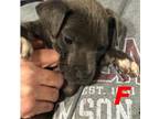 Adopt Abbie (NY-Lia) a Border Collie / Labrador Retriever / Mixed dog in
