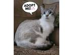 Adopt Roger a Siamese, Snowshoe