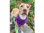 Adopt Elyse 37 a Tan/Yellow/Fawn American Pit Bull Terrier / Mixed dog in